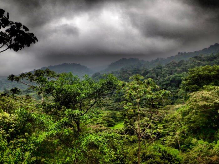 The vast regenerative rainforest