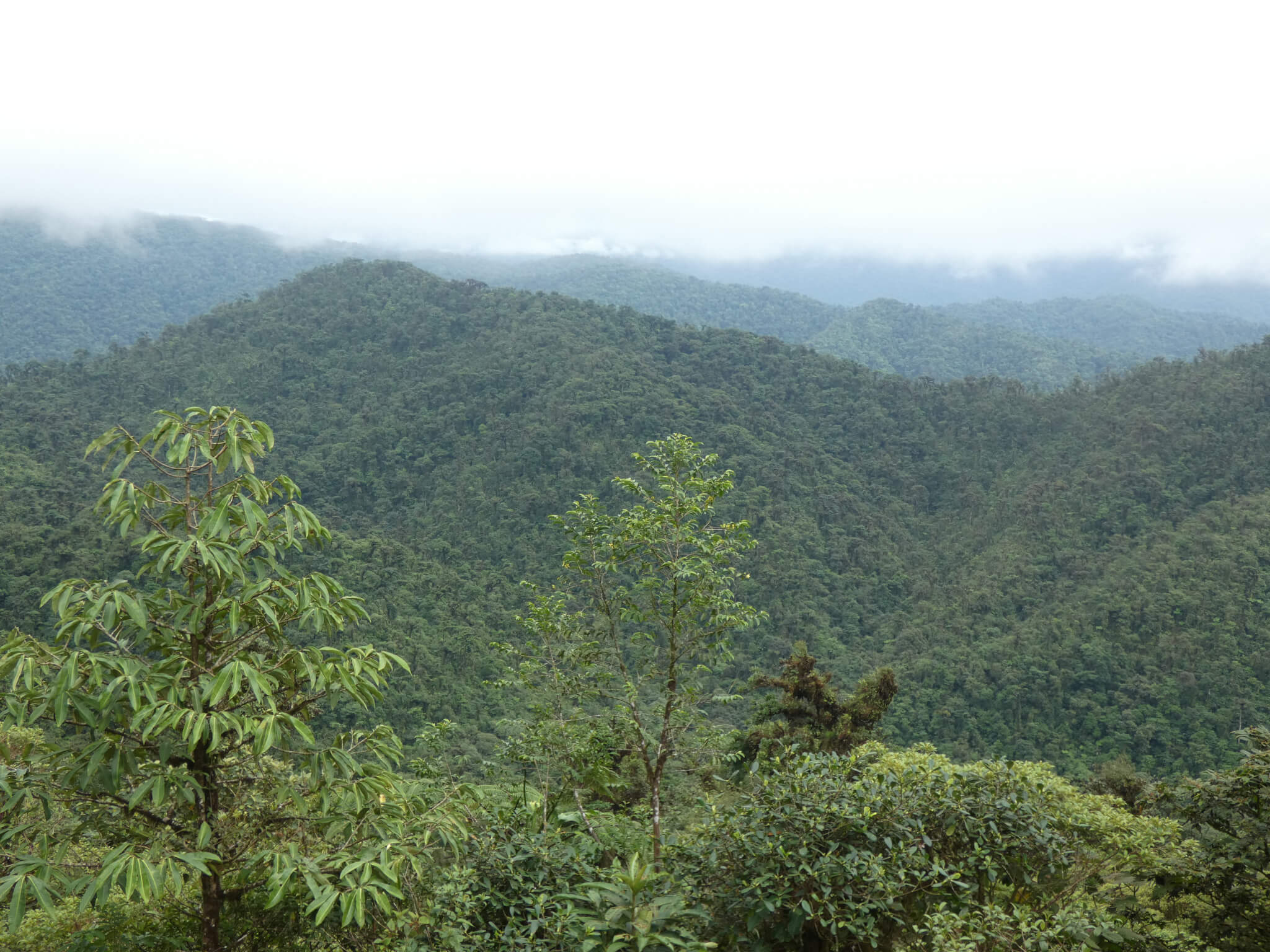 Cloudforest