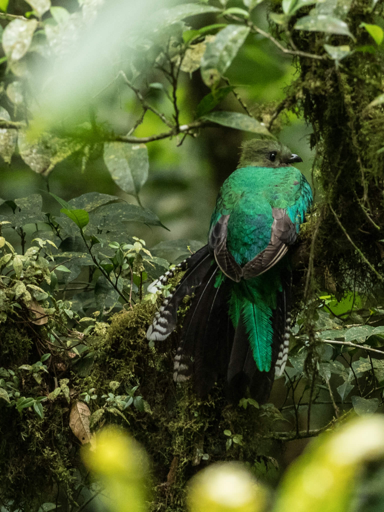 Quetzals in the Cloudforest