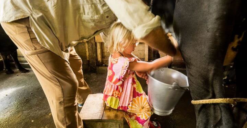 Cow Milking - Finca Luna Nueva