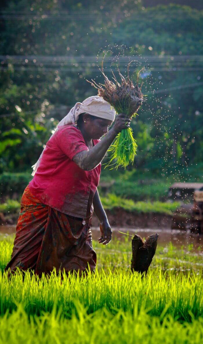 Woman farmer harvesting rice