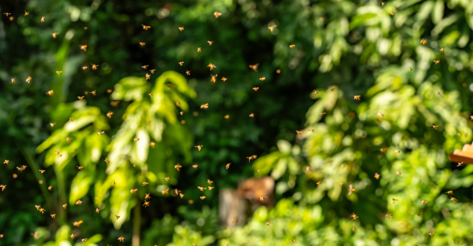 NEW!! Stingless Mariolas Bee Tour - Finca Luna Nueva