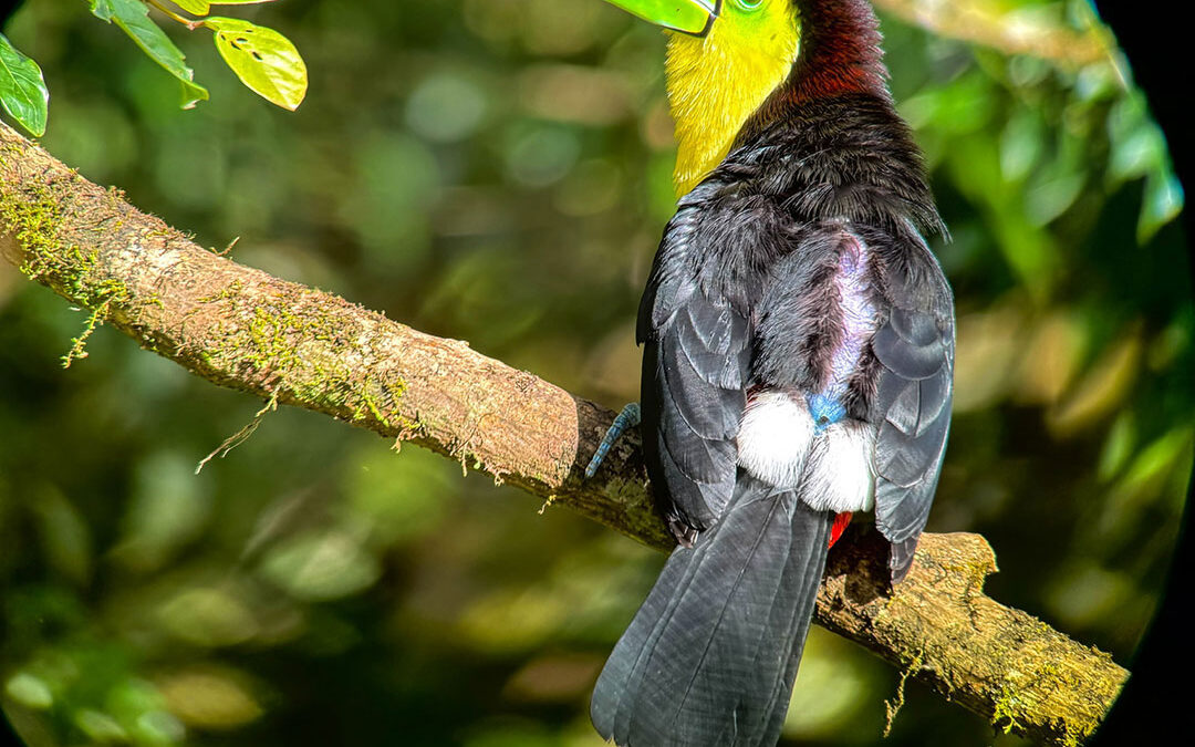 The Bird That Looks Like a Party