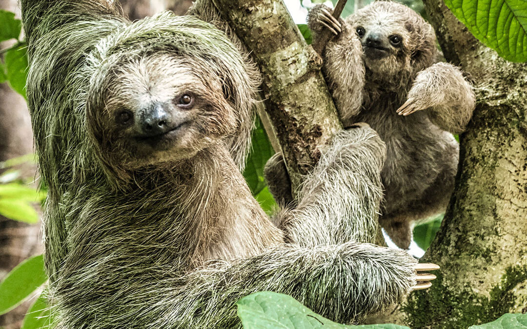 The Sloth’s Secret Garden