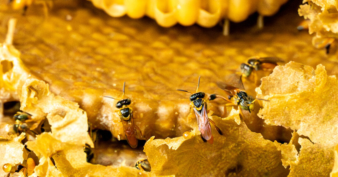 Bee the Change: Stingless Bees & Our Planet’s Future (Family Friendly)