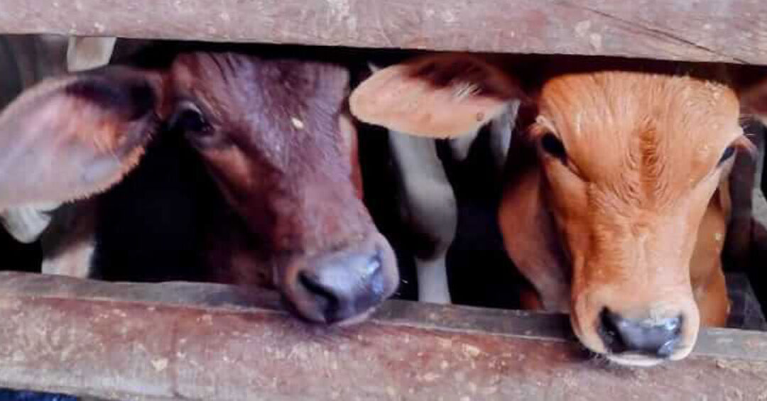 Cow Milking Experience