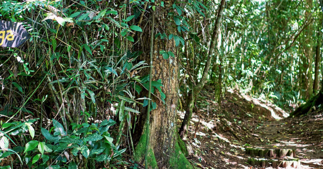 Natural History Tour: Cabalonga Trail