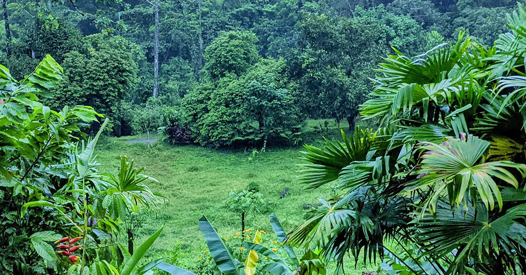 One Day Pass to connect with the Rainforest (External Guests)