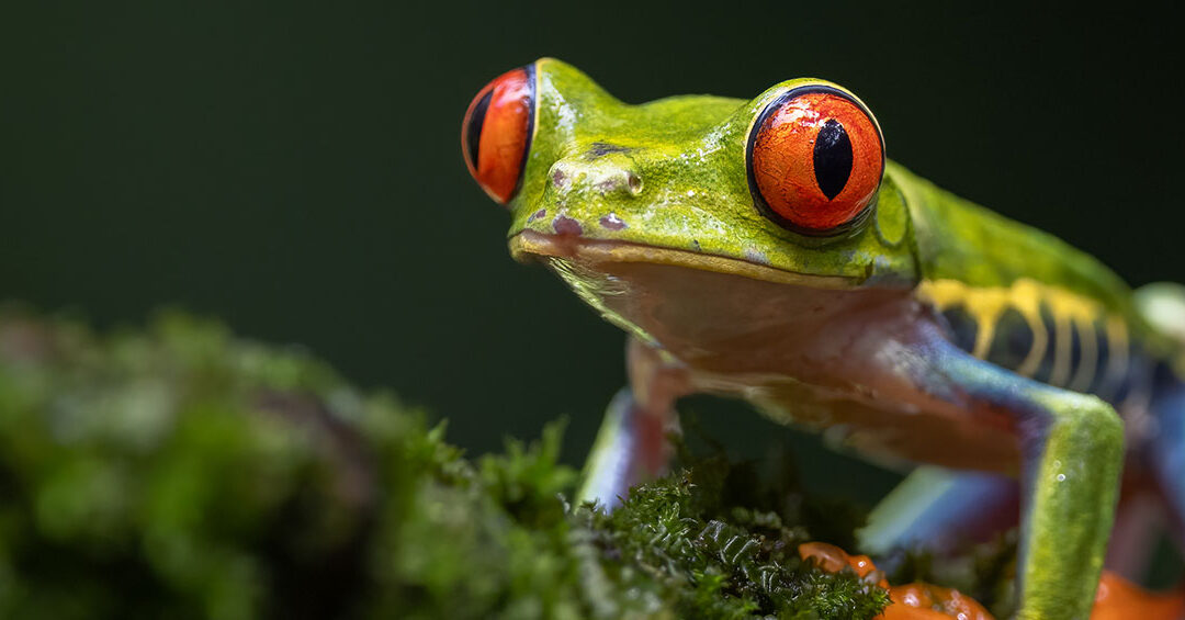 Rainforest Mysteries Night Walk