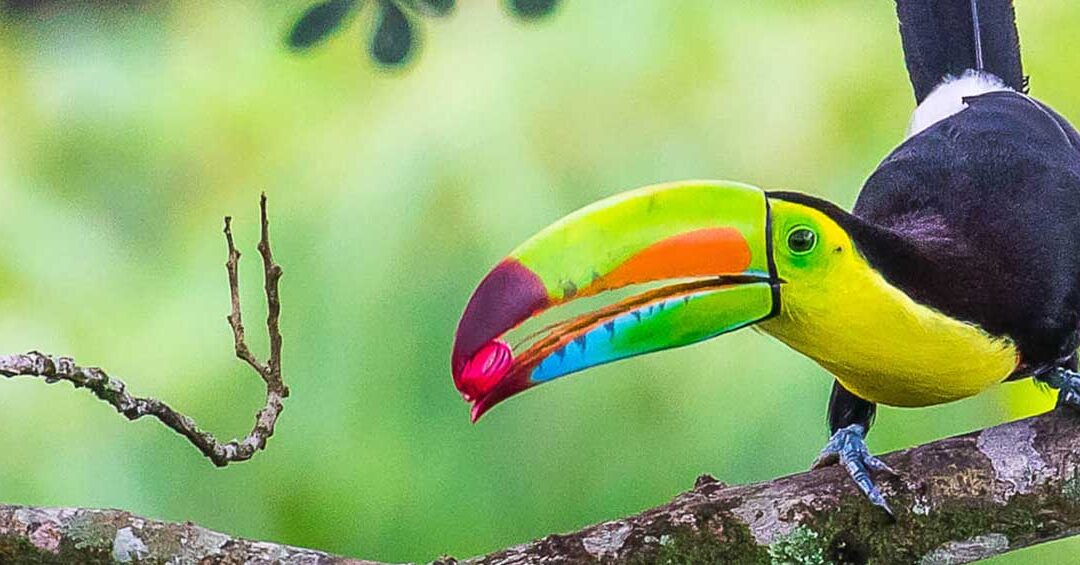 Tropical Birding Tour