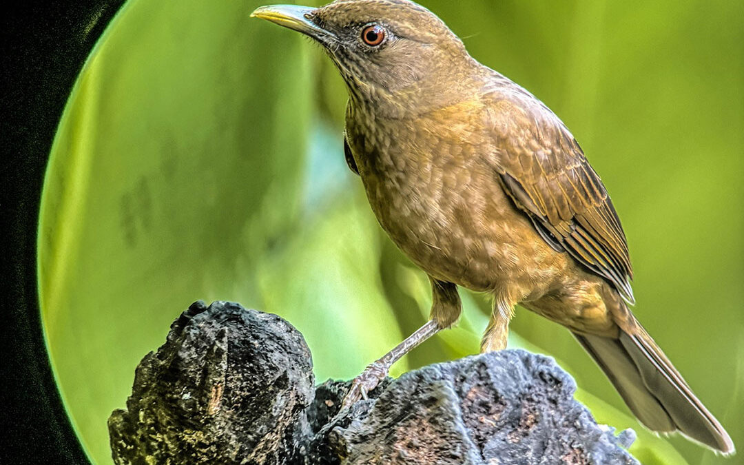 The Bird That Sings for Rain