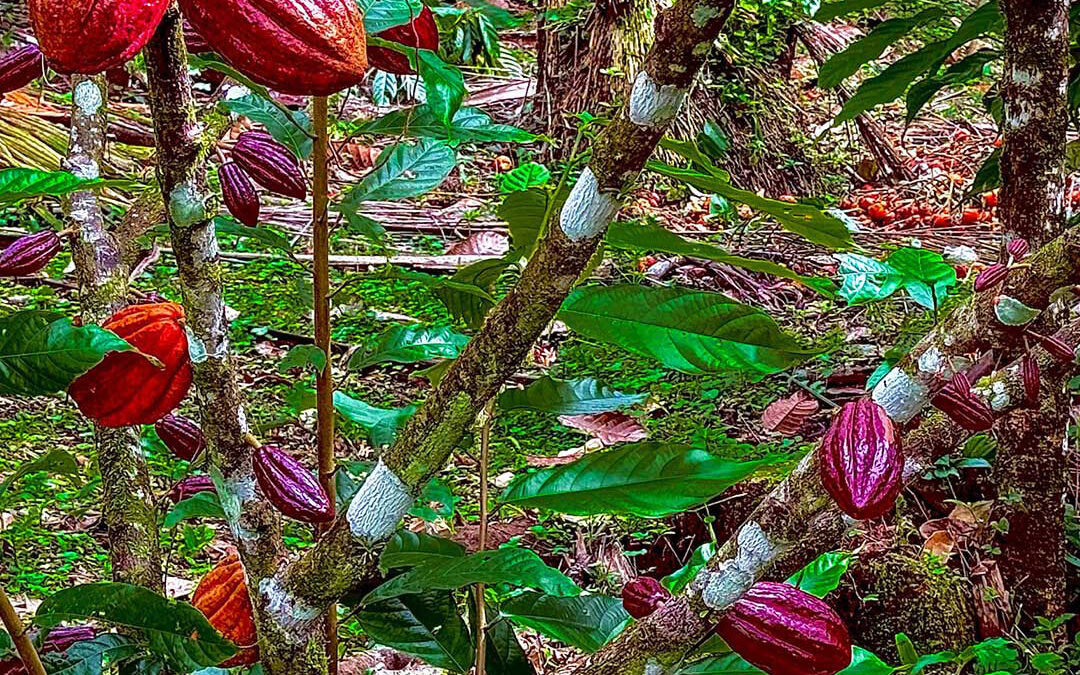Theobroma Cacao: Food of the Gods