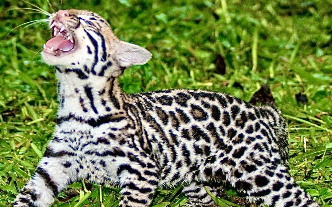 The Ocelot: Paying the Piper for the Dance