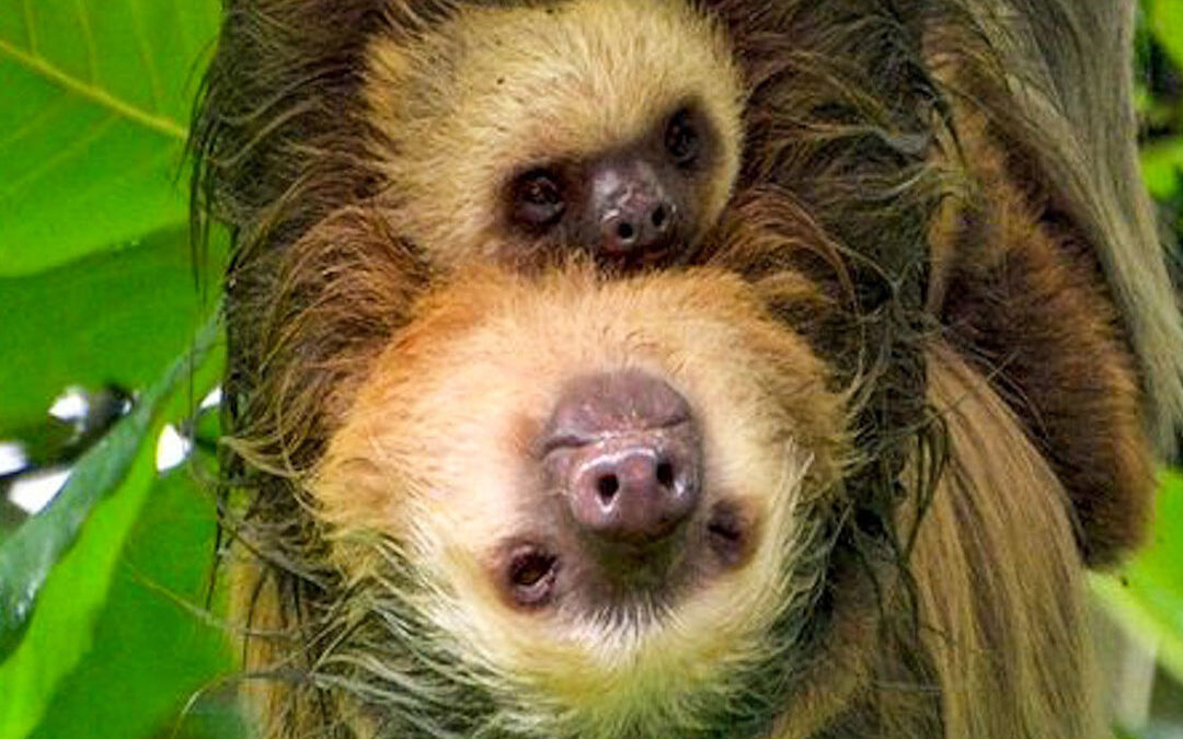 The Two-Toed Sloth: Don’t Let the Face Fool You