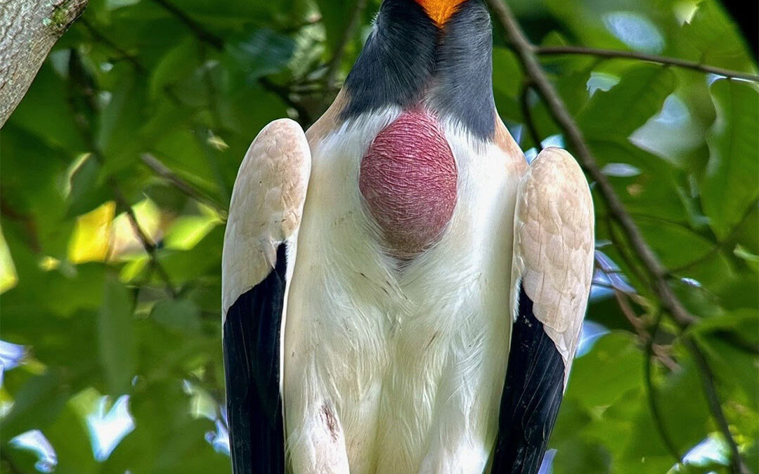 Someone to Watch Over Me: The King Vulture