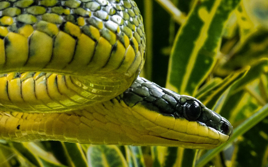 Yes, There Are Snakes in the Rainforest
