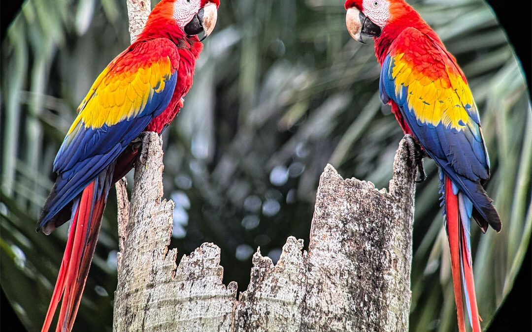 The Scarlet Macaw: A Ten-Year Love Story